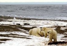 Murió el primer oso polar por gripe aviar y se suma una nueva especie de mamíferos a las víctimas del virus