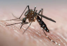 Por qué los casos de dengue en Argentina marcaron un récord en febrero