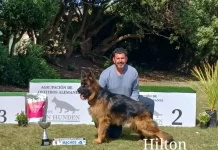 Ovejeros alemanes necochenses conquistan nuevamente el podio en Mar del Plata