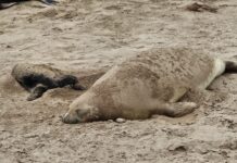 Nace un elefante marino en Puerto Quequén