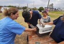 Se ofrece una nueva jornada gratuita de castración masiva de mascotas