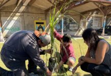 Cuidado del ambiente y jornada de forestación en los talleres para personas con discapacidad
